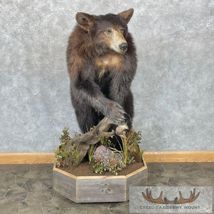 Cinnamon Phase Black Bear Life-Size Taxidermy Mount For Sale