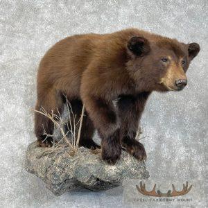 Cinnamon Phase Black Bear Life-Size Taxidermy Mount Taxidermy