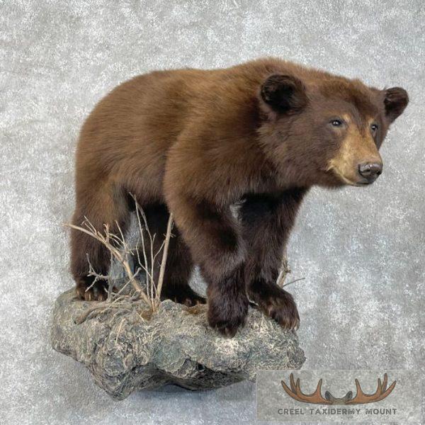 Cinnamon Phase Black Bear Life-Size Taxidermy Mount For Sale