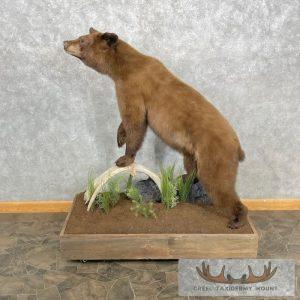 Cinnamon Phase Black Bear Life-Size Taxidermy Mount Taxidermy