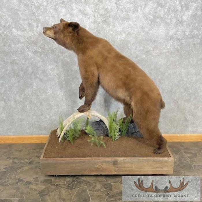 Cinnamon Phase Black Bear Life-Size Taxidermy Mount For Sale