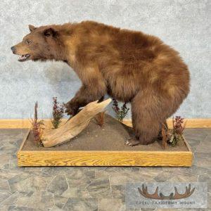 Cinnamon Phase Black Bear Life-Size Taxidermy Mount Taxidermy