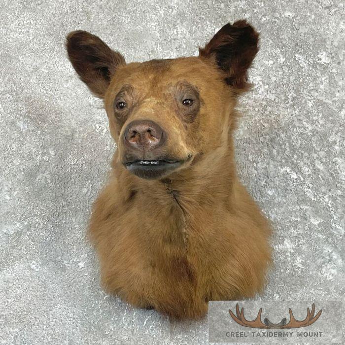 Cinnamon Phase Black Bear Shoulder Mount For Sale