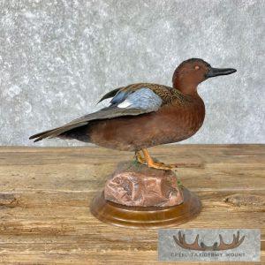 Cinnamon Teal Duck Taxidermy Bird Mount Taxidermy