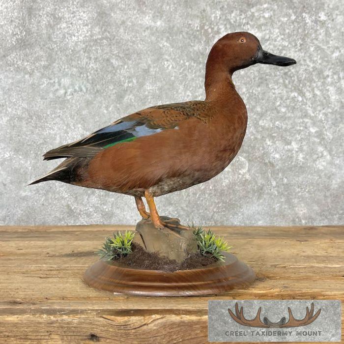 Cinnamon Teal Duck Taxidermy Bird Mount For Sale