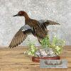 Cinnamon Teal Duck Taxidermy Bird Mount For Sale