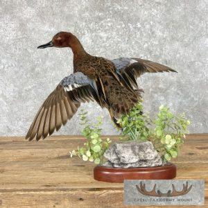 Cinnamon Teal Duck Taxidermy Bird Mount Taxidermy