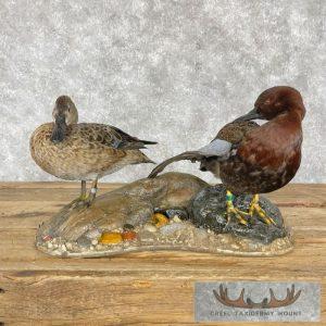 Cinnamon Teal Duck Pair Taxidermy Bird Mount Taxidermy