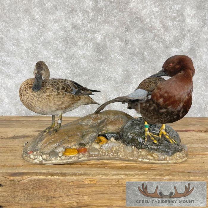 Cinnamon Teal Duck Pair Taxidermy Bird Mount For Sale
