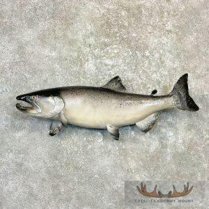 Coho Salmon Taxidermy Fish Mount Taxidermy