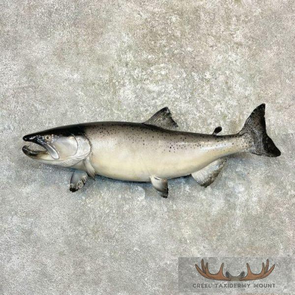 Coho Salmon Taxidermy Fish Mount For Sale - Creel Taxidermy