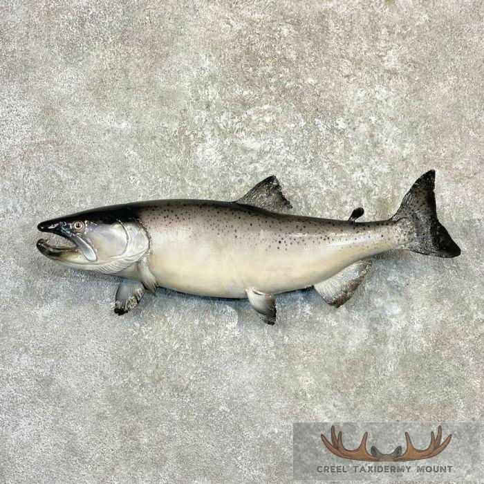 Coho Salmon Taxidermy Fish Mount For Sale