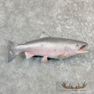 Coho Salmon Taxidermy Fish Mount Taxidermy