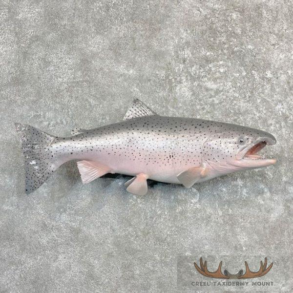 Coho Salmon Taxidermy Fish Mount For Sale - Creel Taxidermy