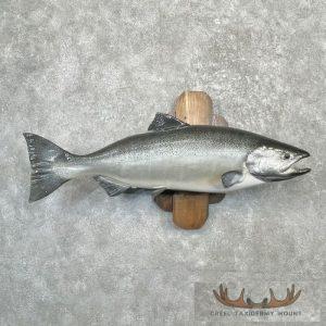 Coho Salmon Taxidermy Fish Mount Taxidermy