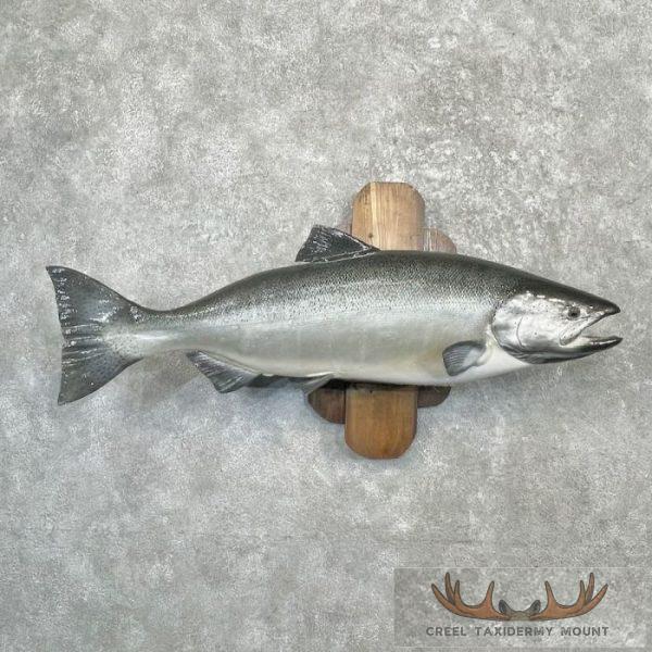 Coho Salmon Taxidermy Fish Mount For Sale