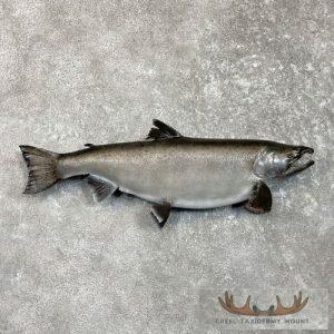 Coho Salmon Taxidermy Fish Mount Taxidermy