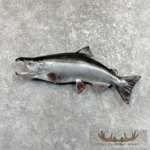 Coho Salmon Taxidermy Fish Mount Taxidermy