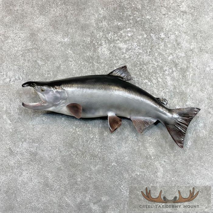 Coho Salmon Taxidermy Fish Mount For Sale
