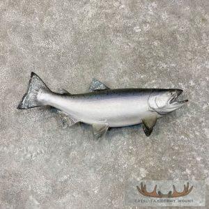 Coho Salmon Taxidermy Fish Mount Taxidermy