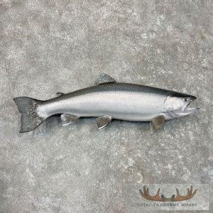 Coho Salmon Taxidermy Fish Mount Taxidermy