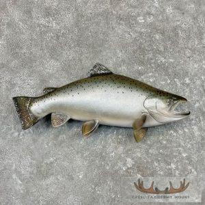 Coho Salmon Taxidermy Fish Mount Taxidermy