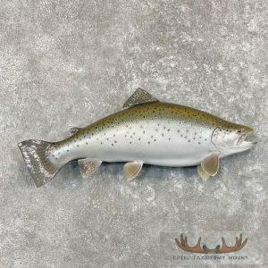 Coho Salmon Taxidermy Fish Mount Taxidermy