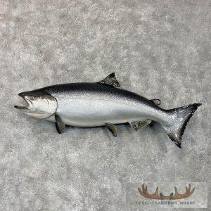 Coho Salmon Taxidermy Fish Mount Taxidermy