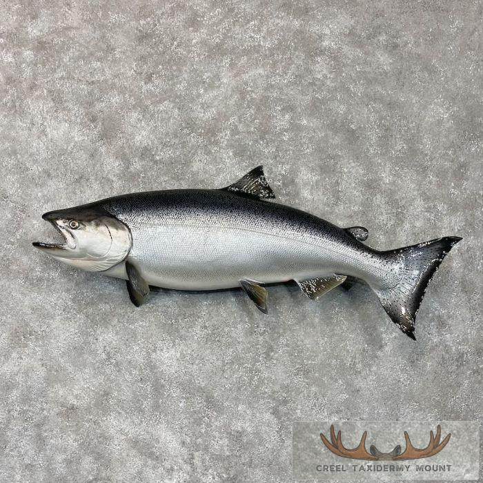 Coho Salmon Taxidermy Fish Mount For Sale