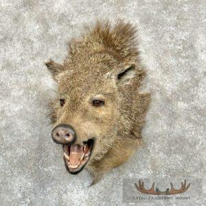 Collared Peccary Taxidermy Shoulder Mount Taxidermy