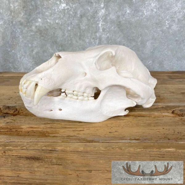Common Alaskan Grizzly Bear Full Skull For Sale