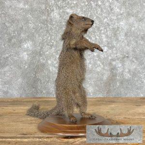 Common Dwarf Mongoose Life-Size Taxidermy Mount Taxidermy