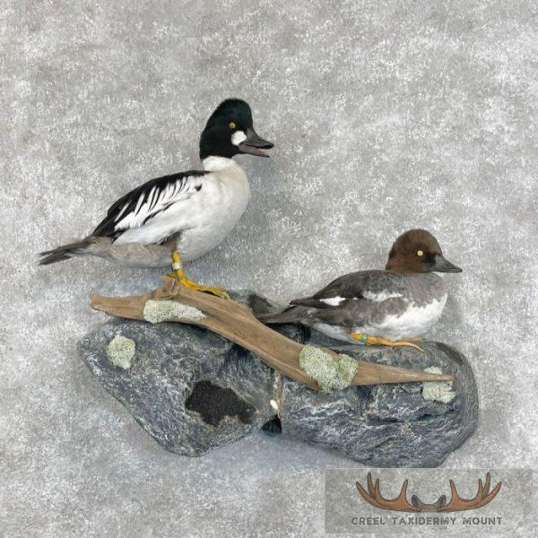 Common Goldeneye Pair Taxidermy Mount For Sale