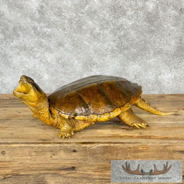 Common Snapping Turtle Taxidermy Mount For Sale