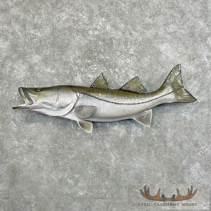Common Snook Taxidermy Fish Mount For Sale