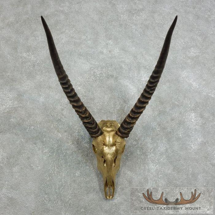 Common Waterbuck Skull European Taxidermy Mount For Sale