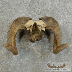 Corsican Ram Horn Plaque Taxidermy Mount Taxidermy