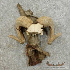 Corsican Ram Horn Plaque Taxidermy Mount Taxidermy