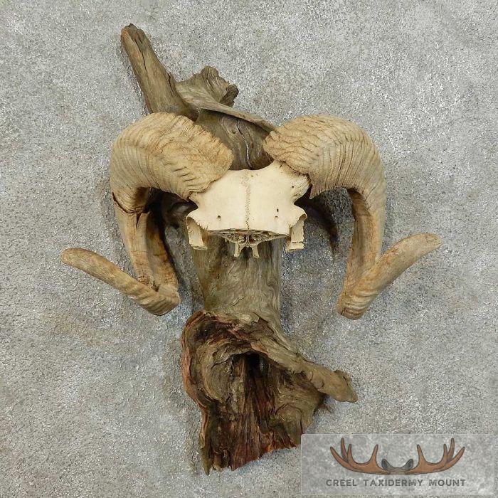 Corsican Ram Horn Plaque Taxidermy Mount For Sale
