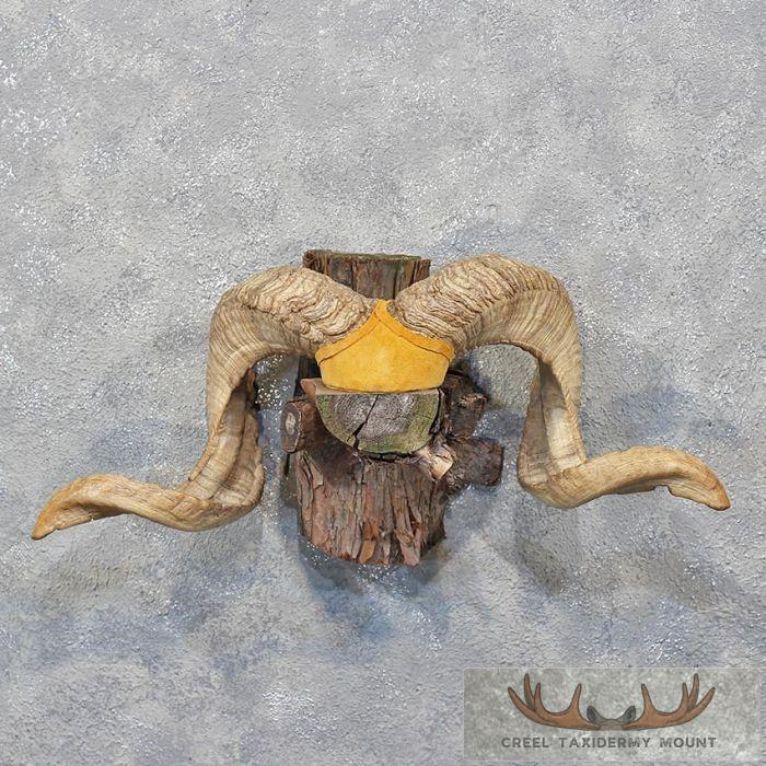 Corsican Ram Horn Plaque