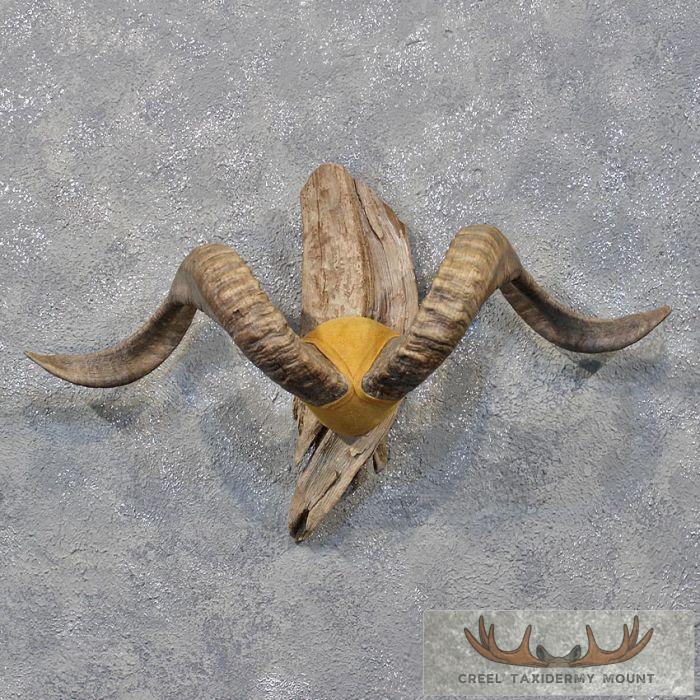 Corsican Ram Horn Plaque