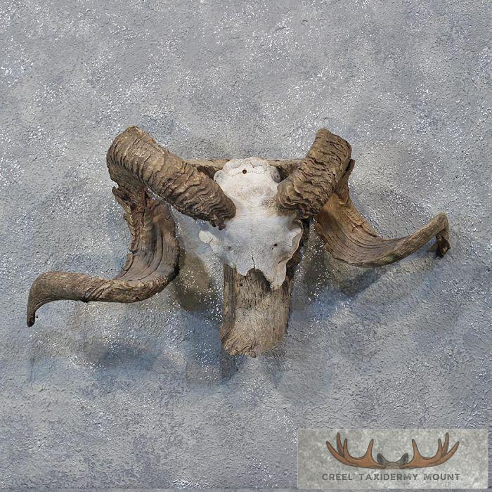 Corsican Ram Horn Plaque