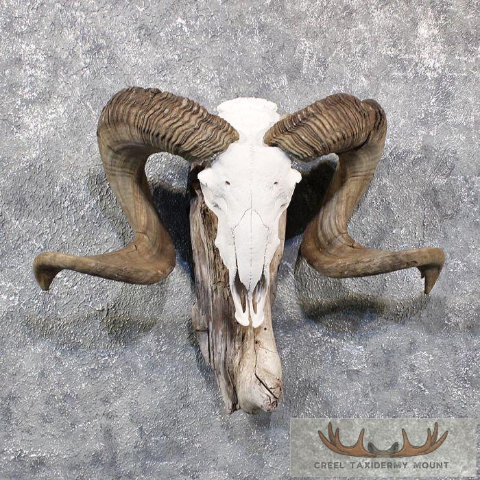 Corsican Ram Horn Plaque