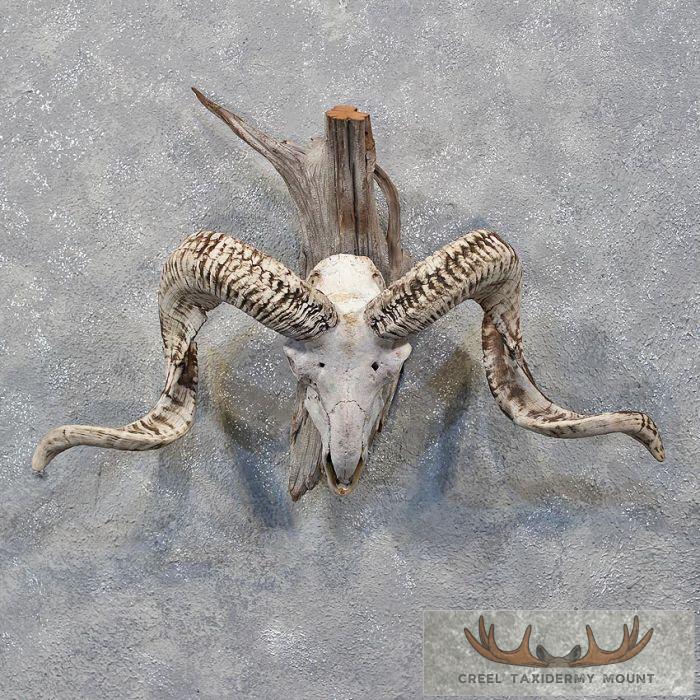 Corsican Ram Skull & Horns