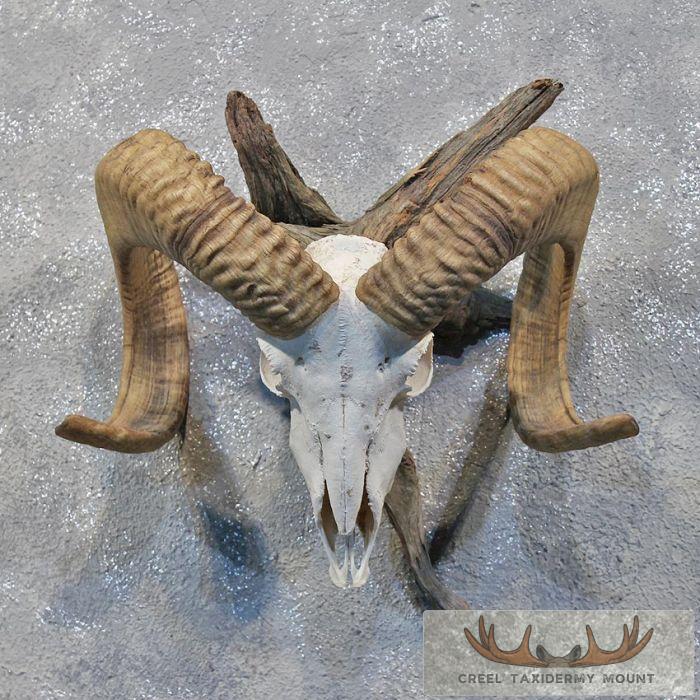 Corsican Ram Horn Plaque