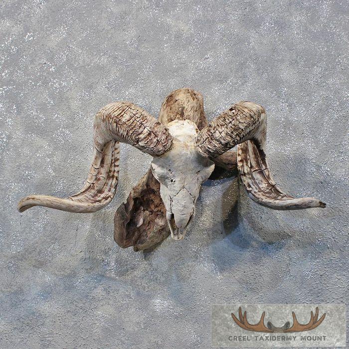 Corsican Ram Skull & Horns