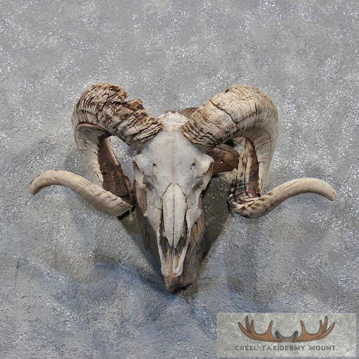 Corsican Ram Skull & Horns