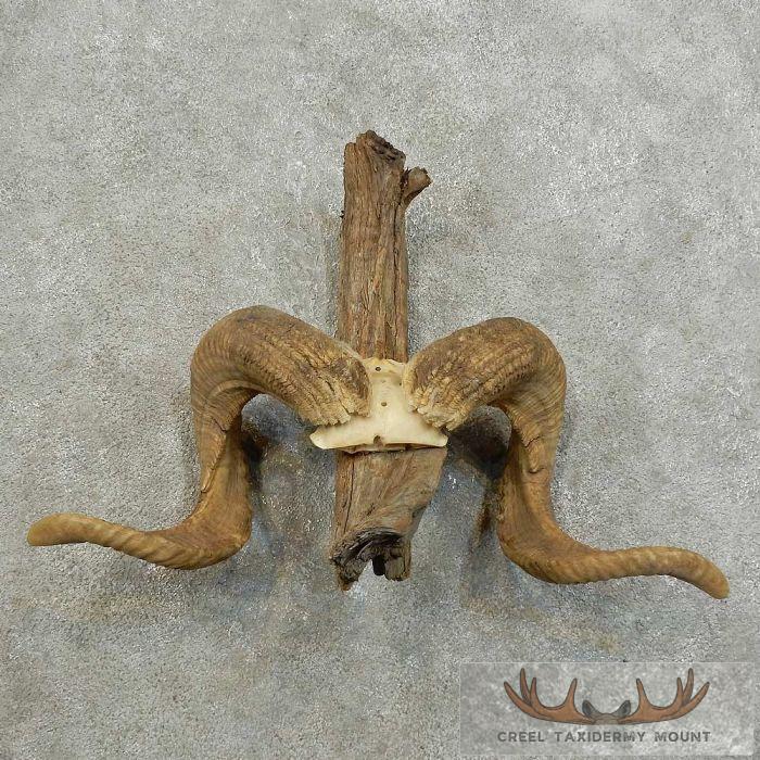 Corsican Ram Antler Plaque Taxidermy Mount For Sale