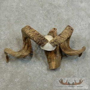 Corsican Ram Horn Plaque Taxidermy Mount Taxidermy