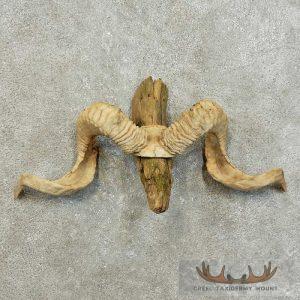 Corsican Ram Horn Plaque Taxidermy Mount Taxidermy